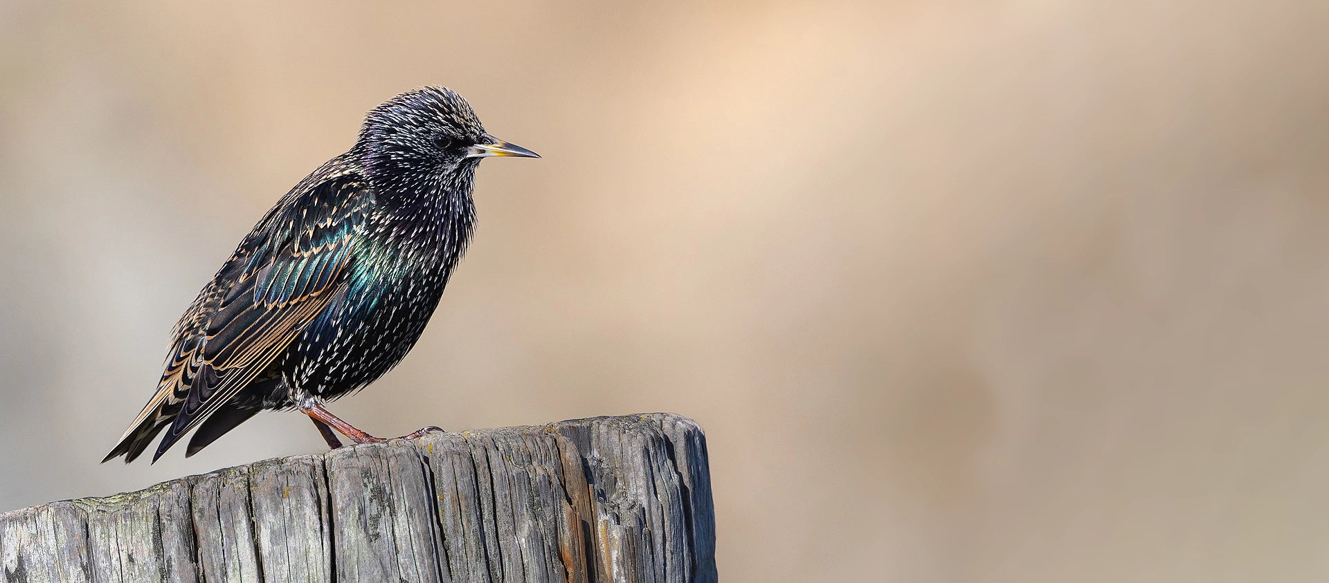 Bird Club