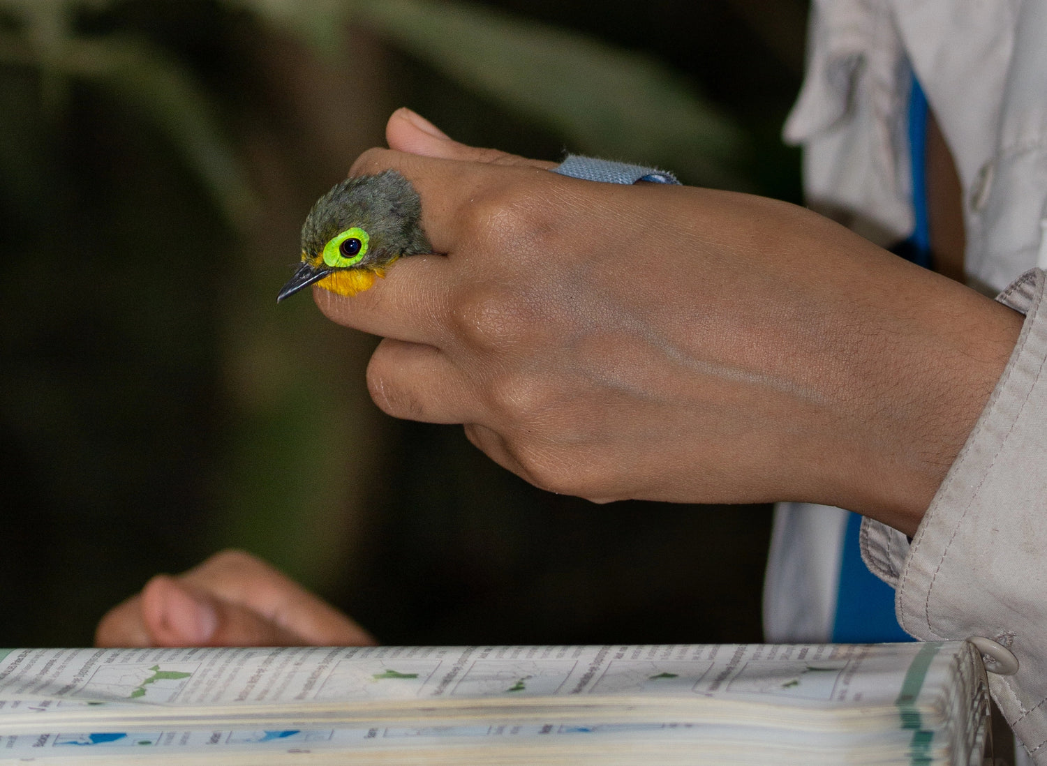 An ornithologist gently holds a small Yellow-bellied Wattle Eye while consulting a field guide. This close-up image highlights the detailed study of birds, emphasizing ornithology, birding, and bird watching. The scene reflects the naturalist ethos of BIRD CLUB and their commitment to being a sustainable brand, promoting eco-friendly birding practices.