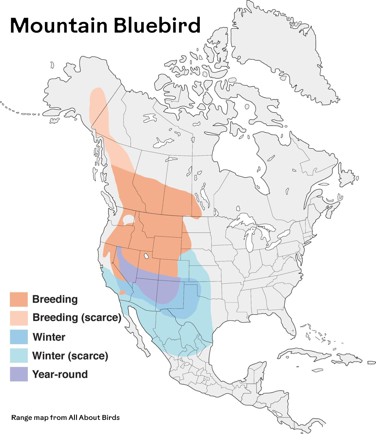 Mountain Bluebird Beanie