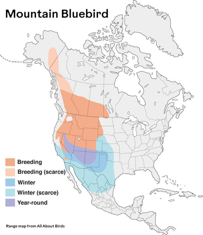 Mountain Bluebird Beanie