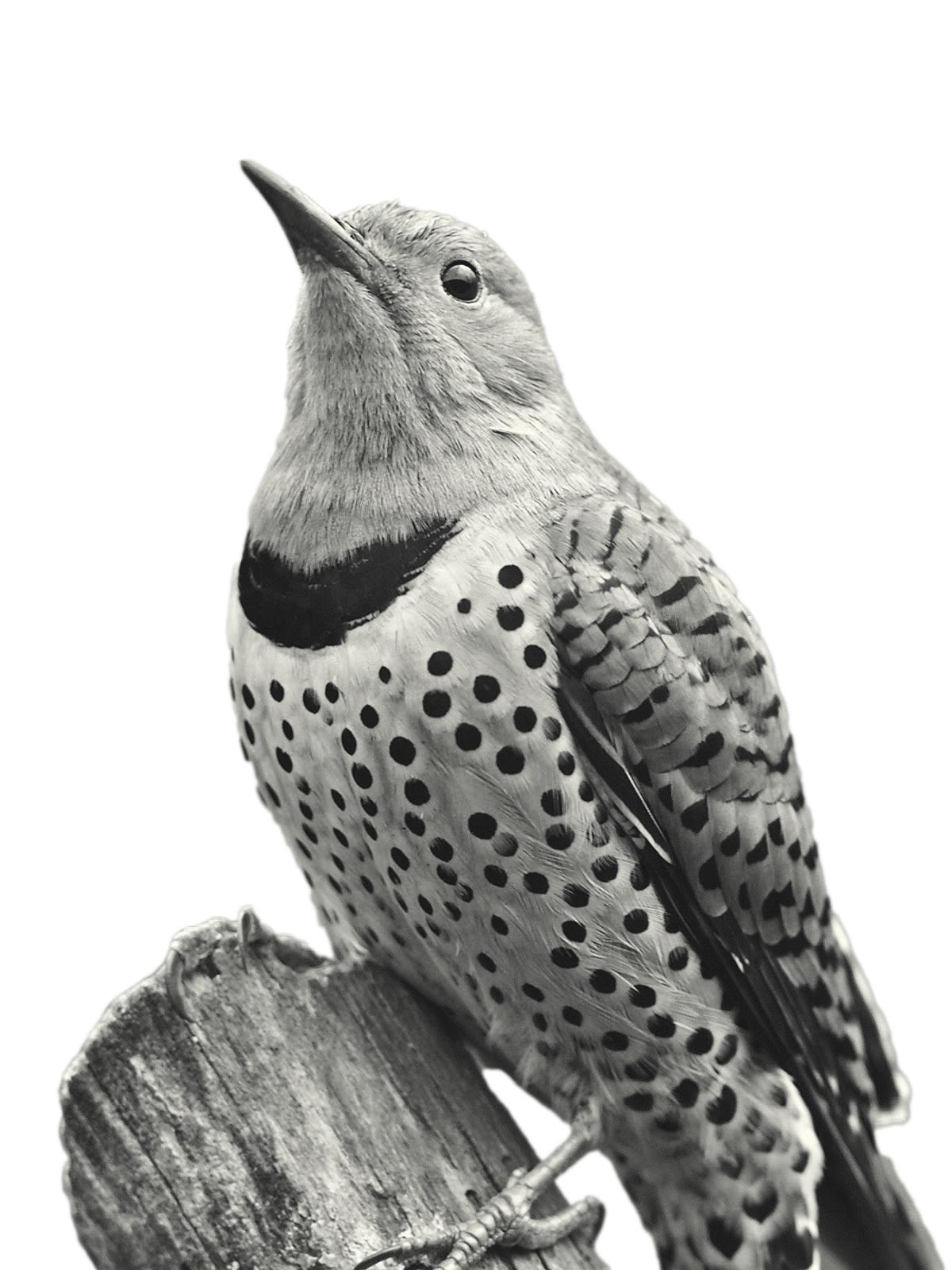 A close-up of a Northern Flicker woodpecker perched on a tree branch. This black-and-white image showcases the bird's intricate feather patterns, emphasizing ornithology and bird watching. It aligns with the naturalist spirit of BIRD CLUB and their commitment to being a sustainable brand, promoting eco-friendly birding practices.
