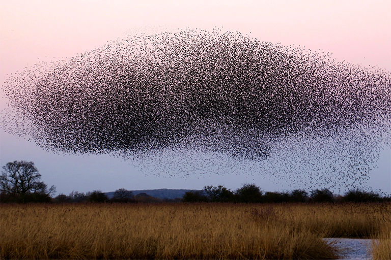 A stunning murmuration of starlings against a pastel sky, captured over a grassy field. This mesmerizing display is a highlight for bird watching and ornithology enthusiasts. The image reflects the naturalist spirit of BIRD CLUB, emphasizing their commitment to sustainable birding practices and eco-friendly brand values